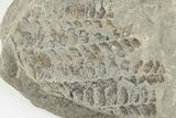 Pennsylvanian Fossil Fern (Neuropteris) Plate - Kentucky #201685-1